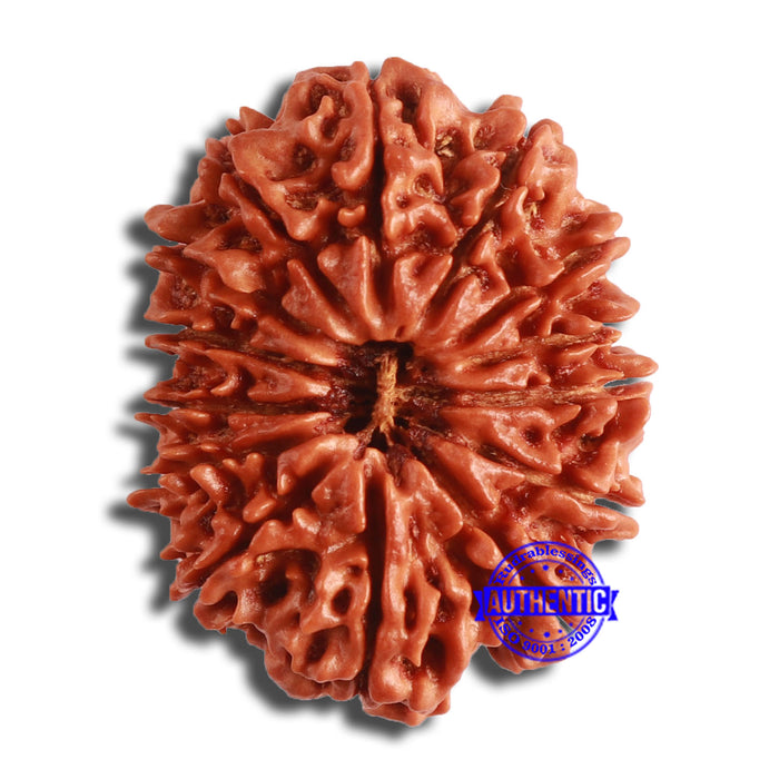14 Mukhi Nepalese Rudraksha - Bead No. 349
