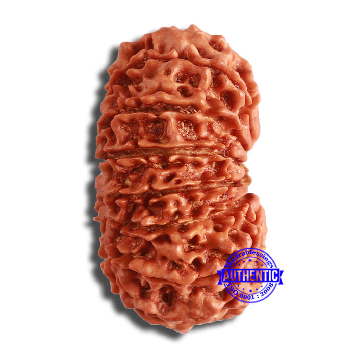 14 Mukhi Nepalese Rudraksha - Bead No. 349