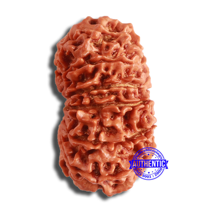 14 Mukhi Nepalese Rudraksha - Bead No. 349