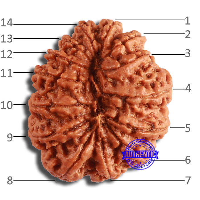 14 Mukhi Nepalese Rudraksha - Bead No. 350