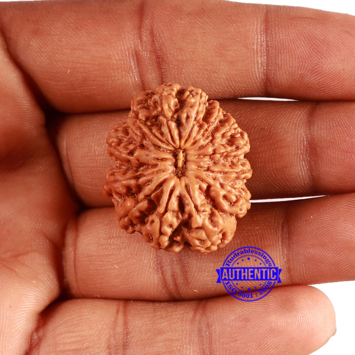 14 Mukhi Nepalese Rudraksha - Bead No. 350