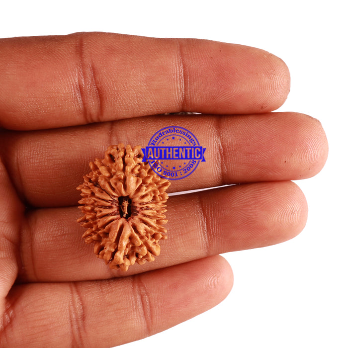 15 Mukhi Rudraksha from Nepal - Bead No. 50
