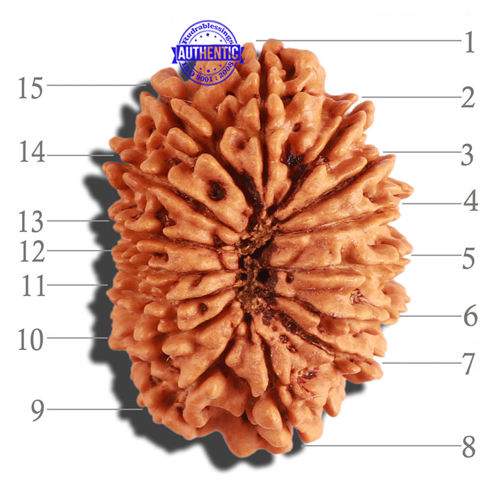 15 Mukhi Rudraksha from Nepal - Bead No. 50