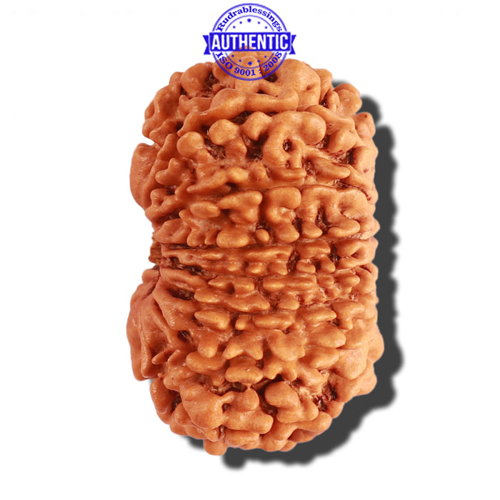 15 Mukhi Rudraksha from Nepal - Bead No. 50