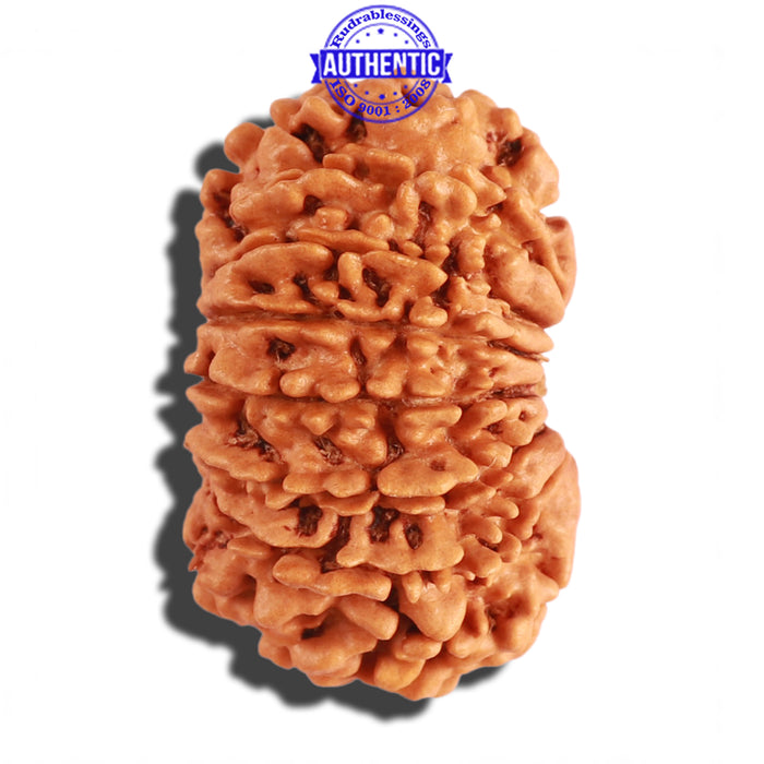 15 Mukhi Rudraksha from Nepal - Bead No. 50