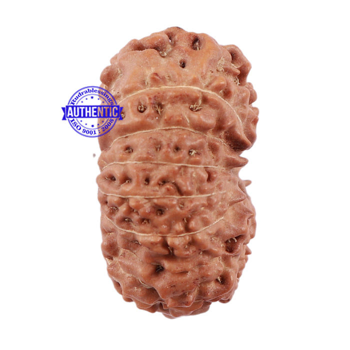 15 Mukhi Indonesian Rudraksha - Bead No. 172