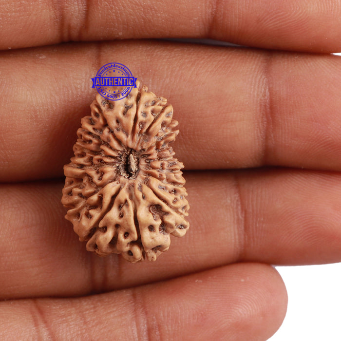 15 Mukhi Indonesian Rudraksha - Bead No. 173