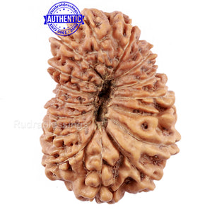 15 Mukhi Indonesian Rudraksha - Bead No. 173