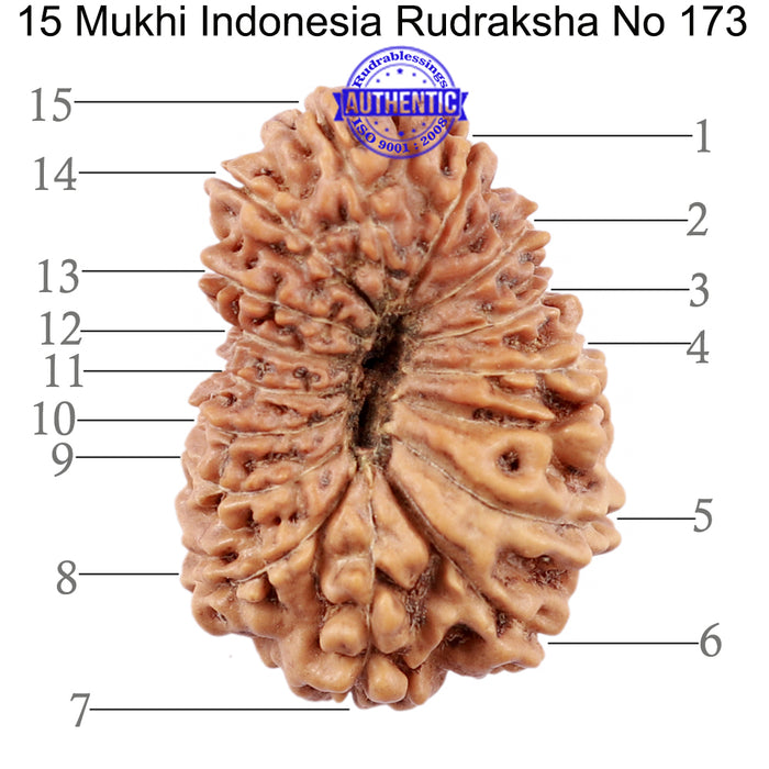 15 Mukhi Indonesian Rudraksha - Bead No. 173