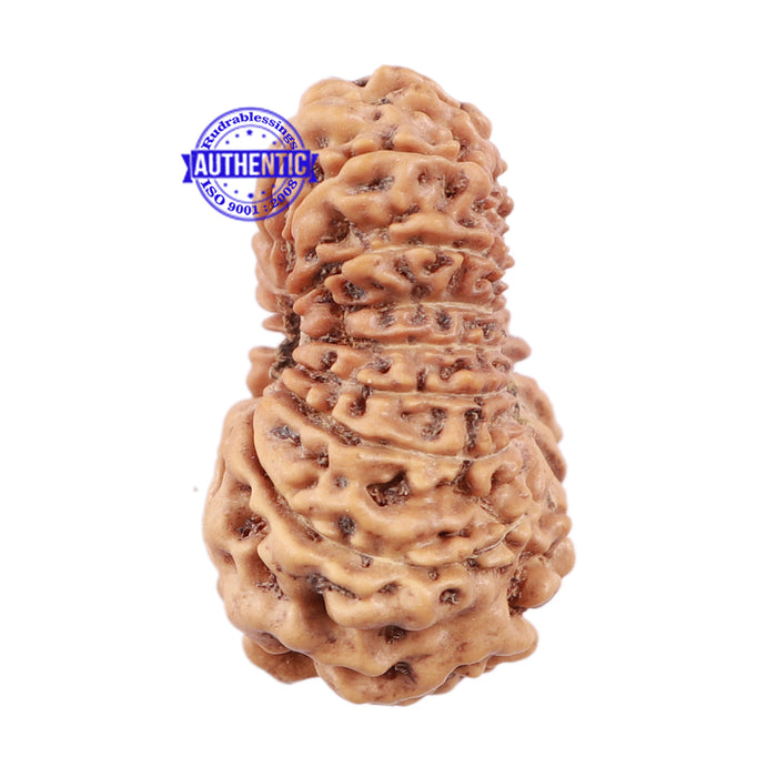 15 Mukhi Indonesian Rudraksha - Bead No. 173
