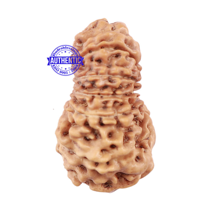15 Mukhi Indonesian Rudraksha - Bead No. 173