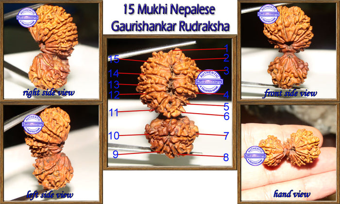 15 Mukhi Gaurishankar Rudraksha from Nepal