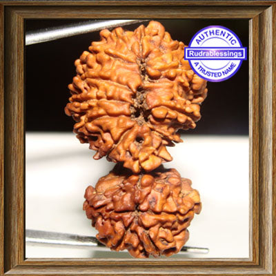 15 Mukhi Gaurishankar Rudraksha from Nepal