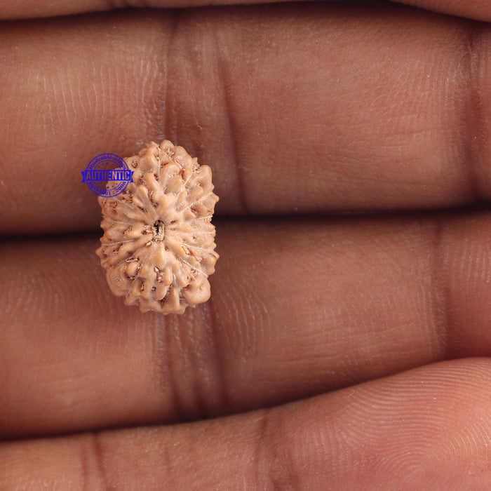 15 Mukhi Indonesian Rudraksha - Bead No. 144