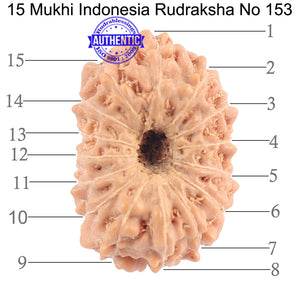 15 Mukhi Indonesian Rudraksha - Bead No. 144