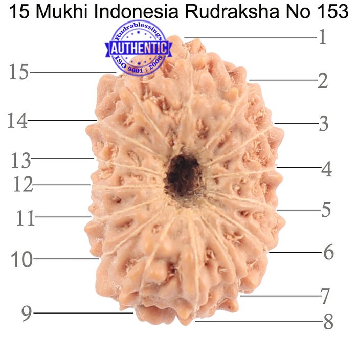 15 Mukhi Indonesian Rudraksha - Bead No. 144