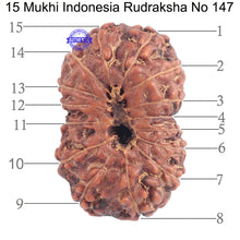 Load image into Gallery viewer, 15 Mukhi Indonesian Rudraksha - Bead No. 147
