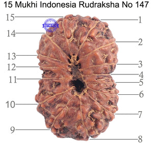 15 Mukhi Indonesian Rudraksha - Bead No. 147