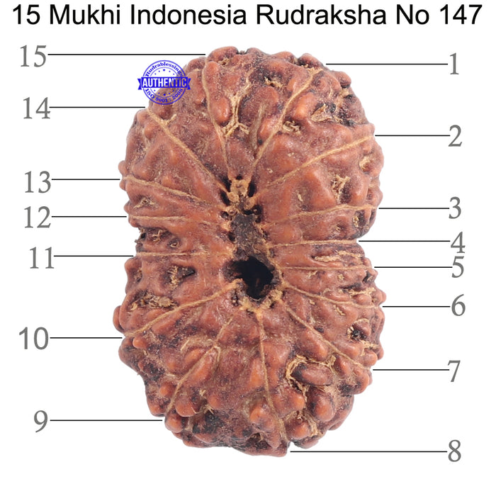 15 Mukhi Indonesian Rudraksha - Bead No. 147