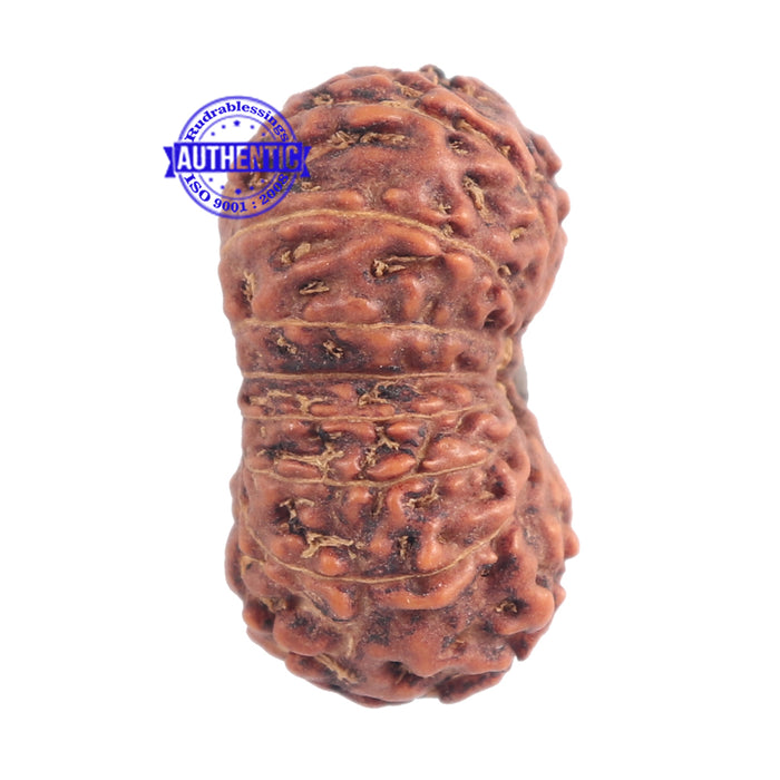 15 Mukhi Indonesian Rudraksha - Bead No. 147