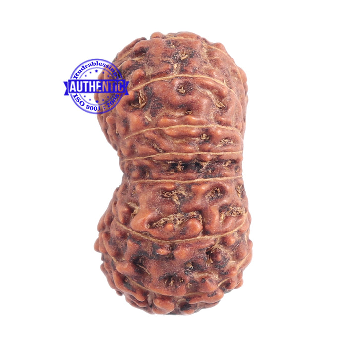 15 Mukhi Indonesian Rudraksha - Bead No. 147