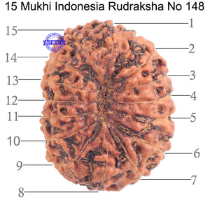 15 Mukhi Indonesian Rudraksha - Bead No. 148