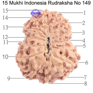 15 Mukhi Indonesian Rudraksha - Bead No. 149