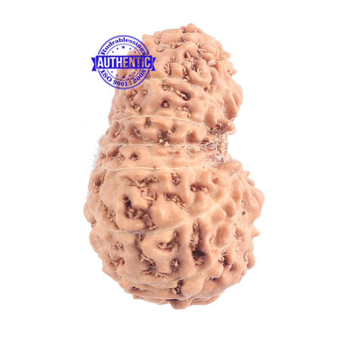 15 Mukhi Indonesian Rudraksha - Bead No. 149