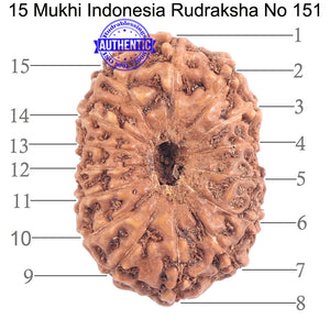 15 Mukhi Indonesian Rudraksha - Bead No. 151