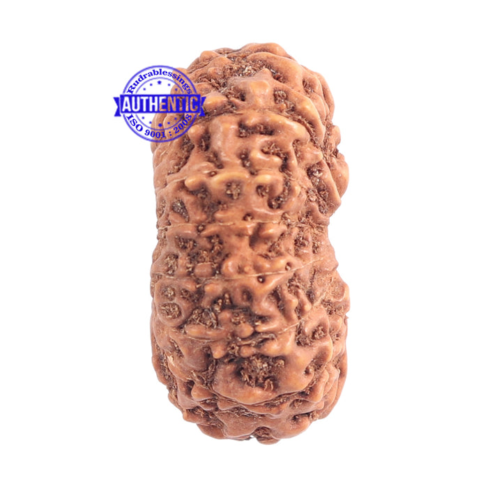 15 Mukhi Indonesian Rudraksha - Bead No. 151