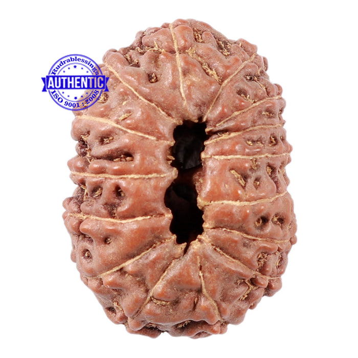 15 Mukhi Indonesian Rudraksha - Bead No. 15