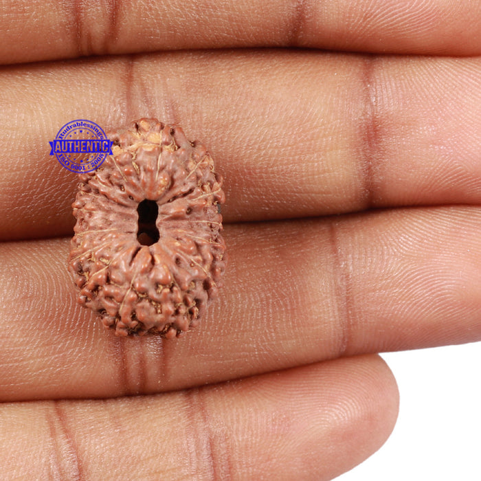 15 Mukhi Indonesian Rudraksha - Bead No. 15