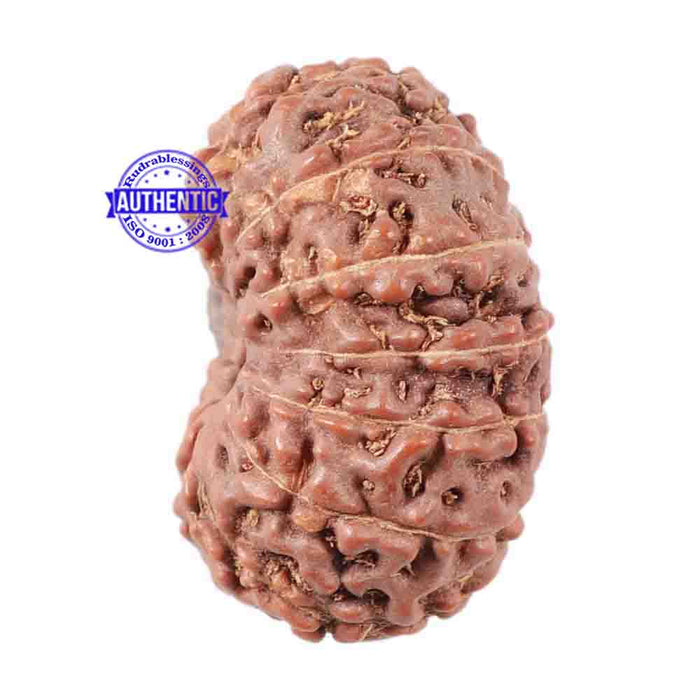 15 Mukhi Indonesian Rudraksha - Bead No. 15