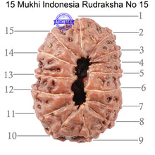 Load image into Gallery viewer, 15 Mukhi Indonesian Rudraksha - Bead No. 15
