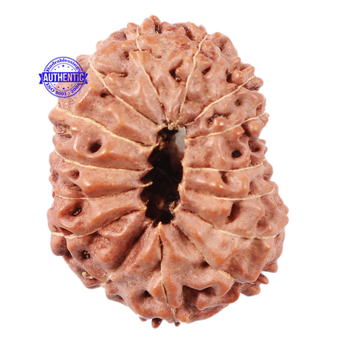 15 Mukhi Indonesian Rudraksha - Bead No. 19