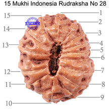 Load image into Gallery viewer, 15 Mukhi Indonesian Rudraksha - Bead No. 28
