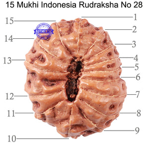 15 Mukhi Indonesian Rudraksha - Bead No. 28