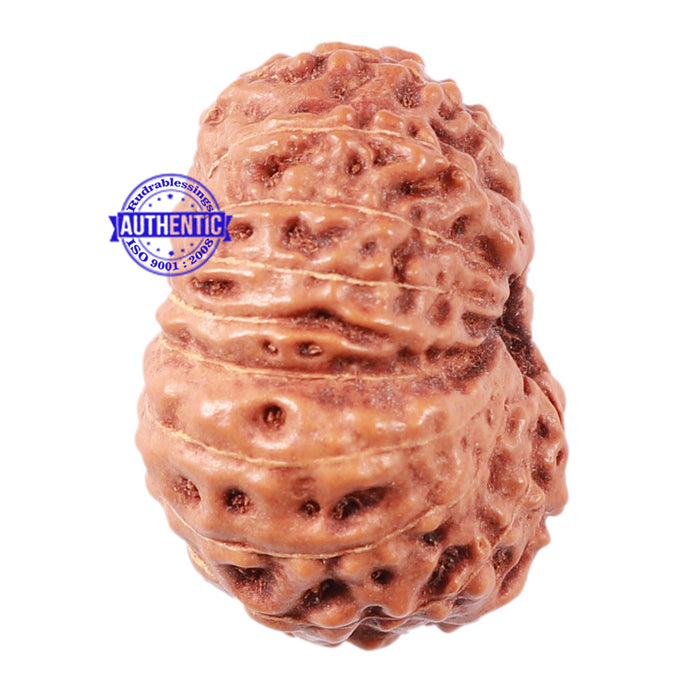 15 Mukhi Indonesian Rudraksha - Bead No. 28