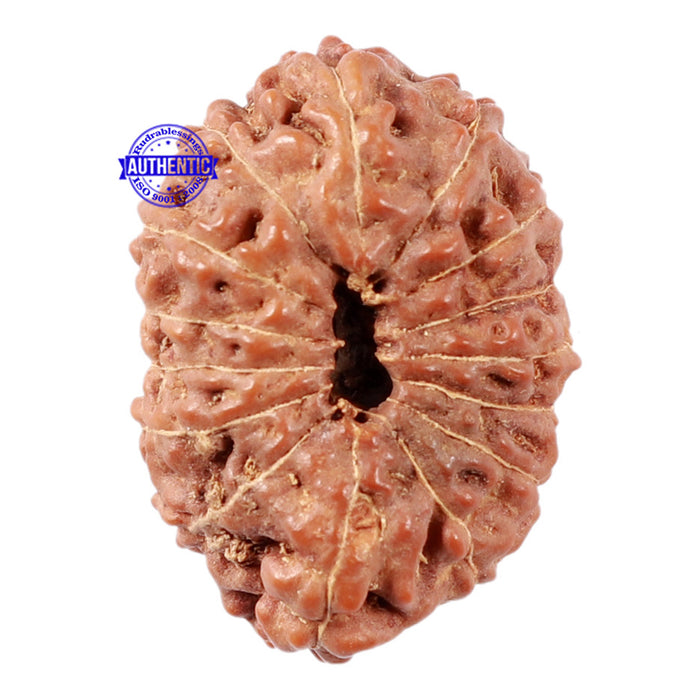 15 Mukhi Indonesian Rudraksha - Bead No. 31