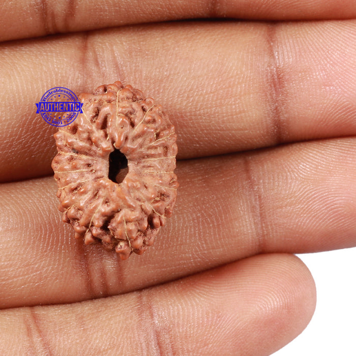 15 Mukhi Indonesian Rudraksha - Bead No. 31