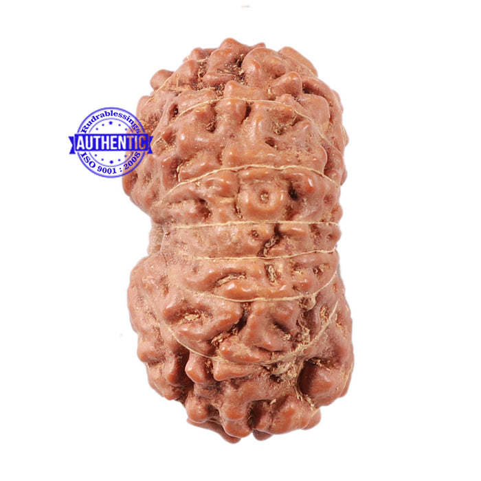 15 Mukhi Indonesian Rudraksha - Bead No. 31
