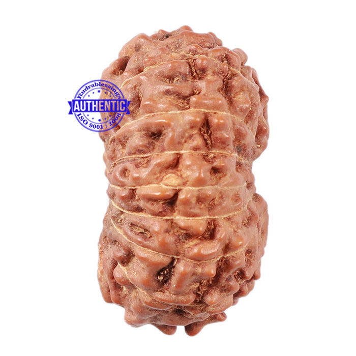 15 Mukhi Indonesian Rudraksha - Bead No. 31