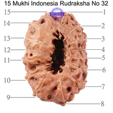 Load image into Gallery viewer, 15 Mukhi Indonesian Rudraksha - Bead No. 32
