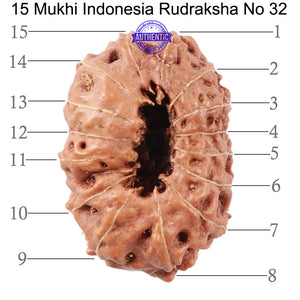 15 Mukhi Indonesian Rudraksha - Bead No. 32