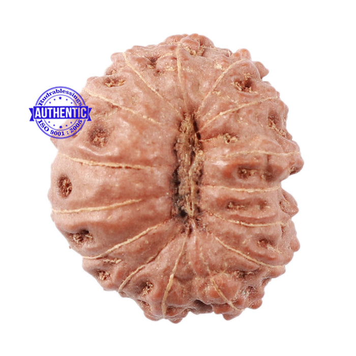 15 Mukhi Indonesian Rudraksha - Bead No. 48