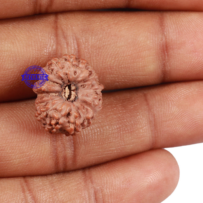 15 Mukhi Indonesian Rudraksha - Bead No. 48