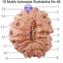 Load image into Gallery viewer, 15 Mukhi Indonesian Rudraksha - Bead No. 48

