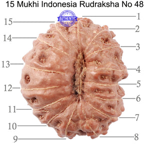 15 Mukhi Indonesian Rudraksha - Bead No. 48