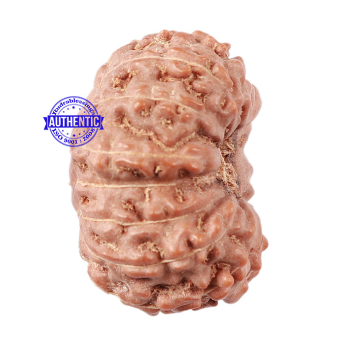15 Mukhi Indonesian Rudraksha - Bead No. 48