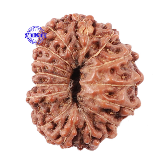 15 Mukhi Indonesian Rudraksha - Bead No. 52